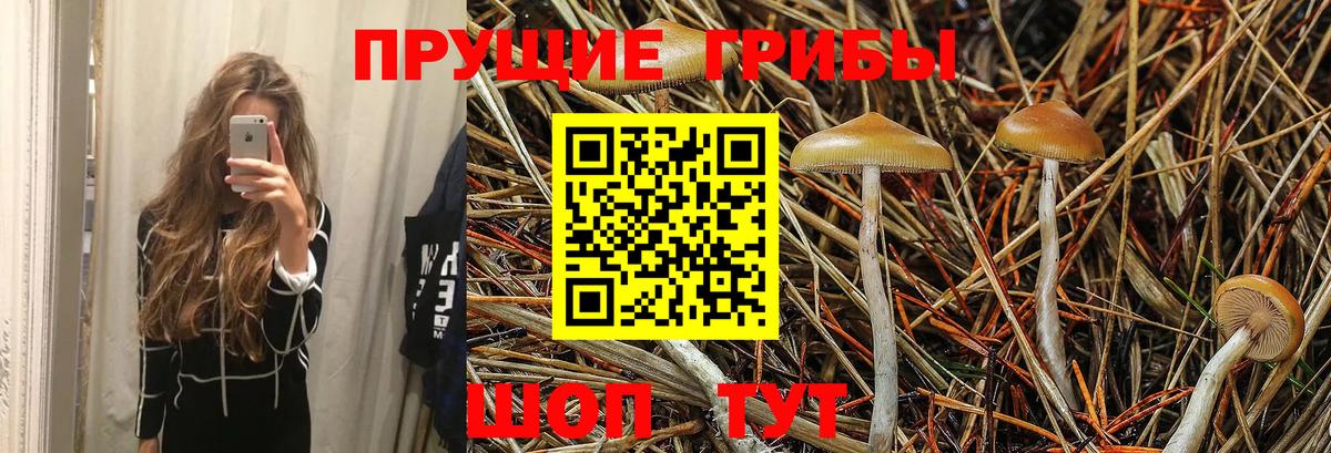Галлюциногенные грибы Cubensis Чита